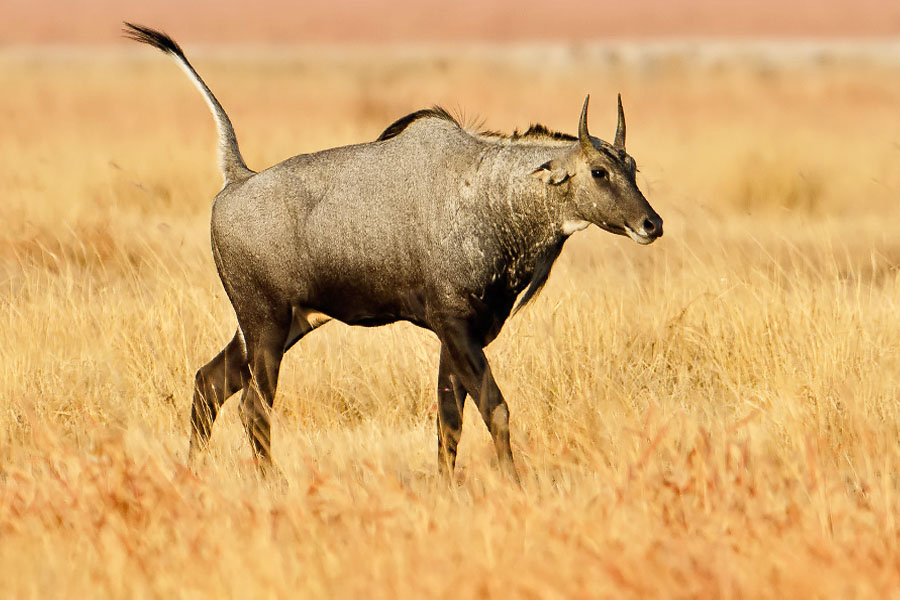 Wildlife With Culture Of Rajasthan